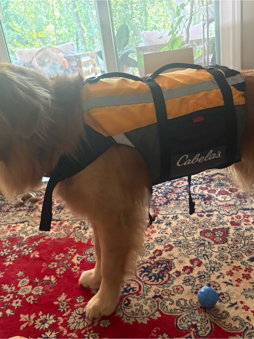 Cabela's Orange and Black High-Visibility Safety Vest for dogs - Picture 3 of 5